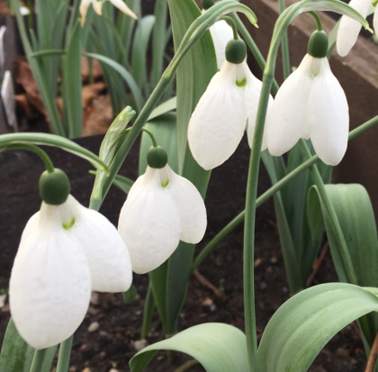 Galanthus 'Naughton'